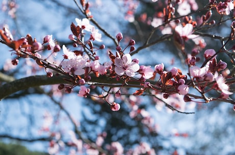 在那桃花盛开的地方歌词(《在那桃花盛开的地方》歌词百科)