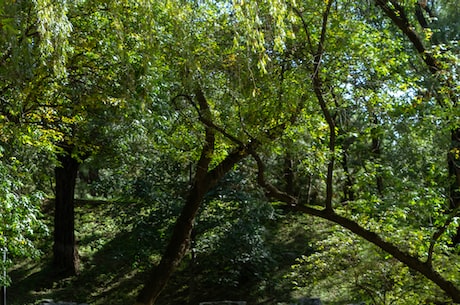 圆周长公式(掌握这个圆周长公式，轻松计算圆的长度)