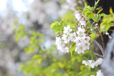 夏花原著(穿越时光的回忆，夏花原著的文学魅力)