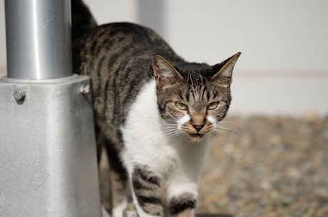 京剧猫之乘风破浪(《京剧猫之乘风破浪》：京剧与现代元素的完美融合)