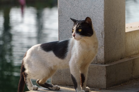 京剧猫(京剧猫，独特的舞台形象)