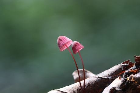 香菇油菜的做法(香菇油菜怎么做？过年围炉夜不可少的一道菜)