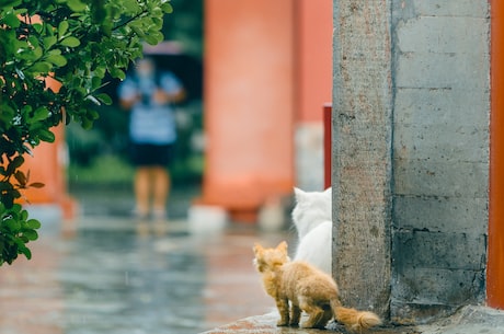 天猫精灵CC10：引领智能家居的新方向