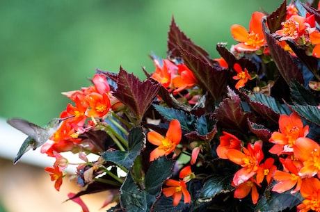 孟根花(孟根花：花中的绿色精灵)