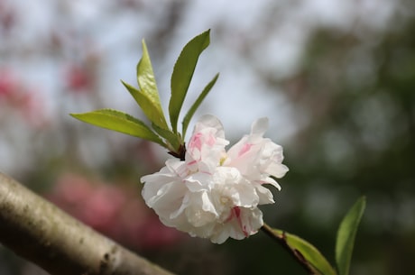 强欢逃妻总裁玩够没 ”钻戒在她白皙又纤细的手指上闪闪发光